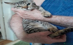 Savannah cats for sale: F5 Full Pedigree Tica Registered Girl Kitten - Image 7