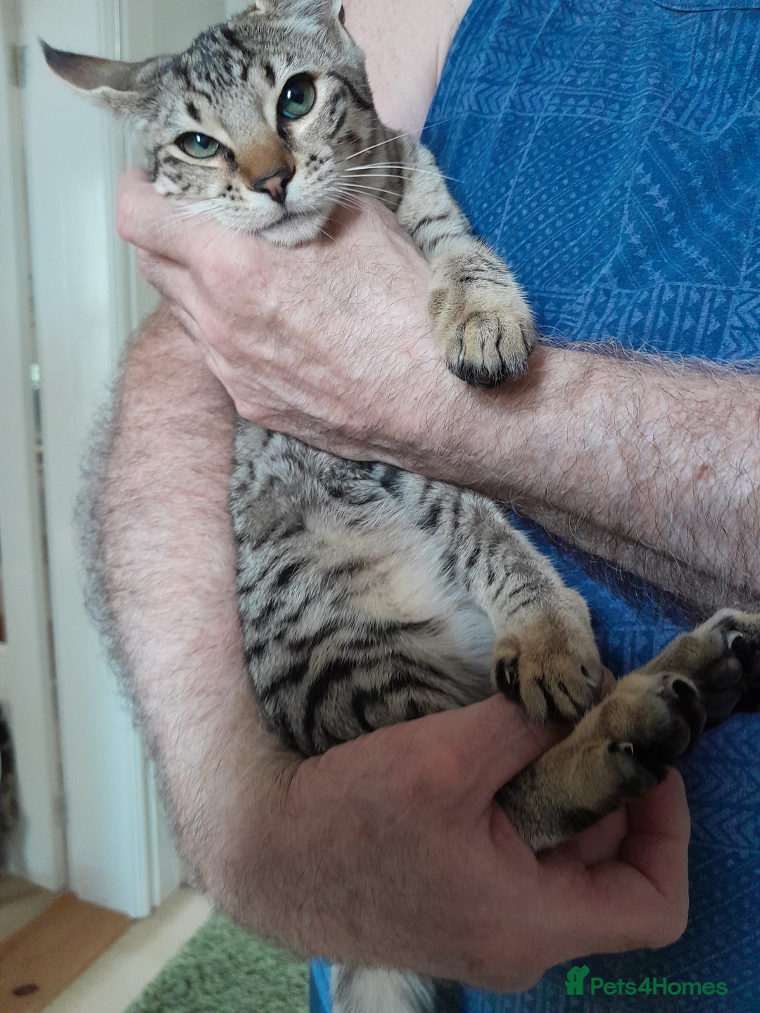 Savannah cats for sale: F5 Full Pedigree Tica Registered Girl Kitten - Image 7