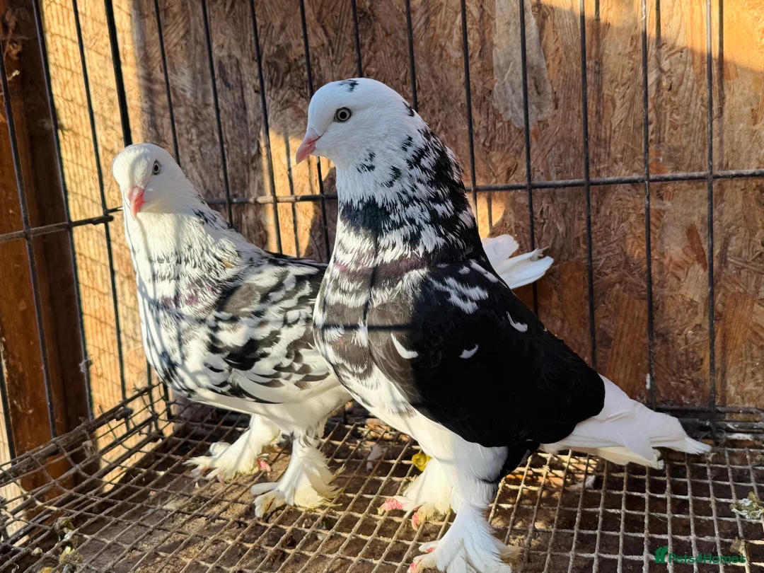 Pigeons birds for sale: SHOW TYPE WEAT OF ENGLAND TUMBLERS - Advert 2