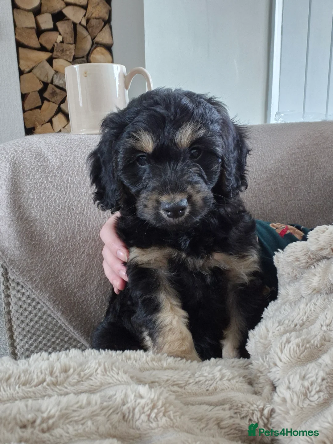 Cockapoo dogs for sale: F1 Cockapoo boy - Advert 1