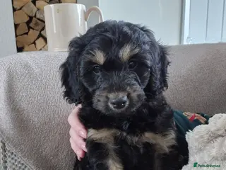 Cockapoo dogs F1 Cockapoo boy - Advert 7