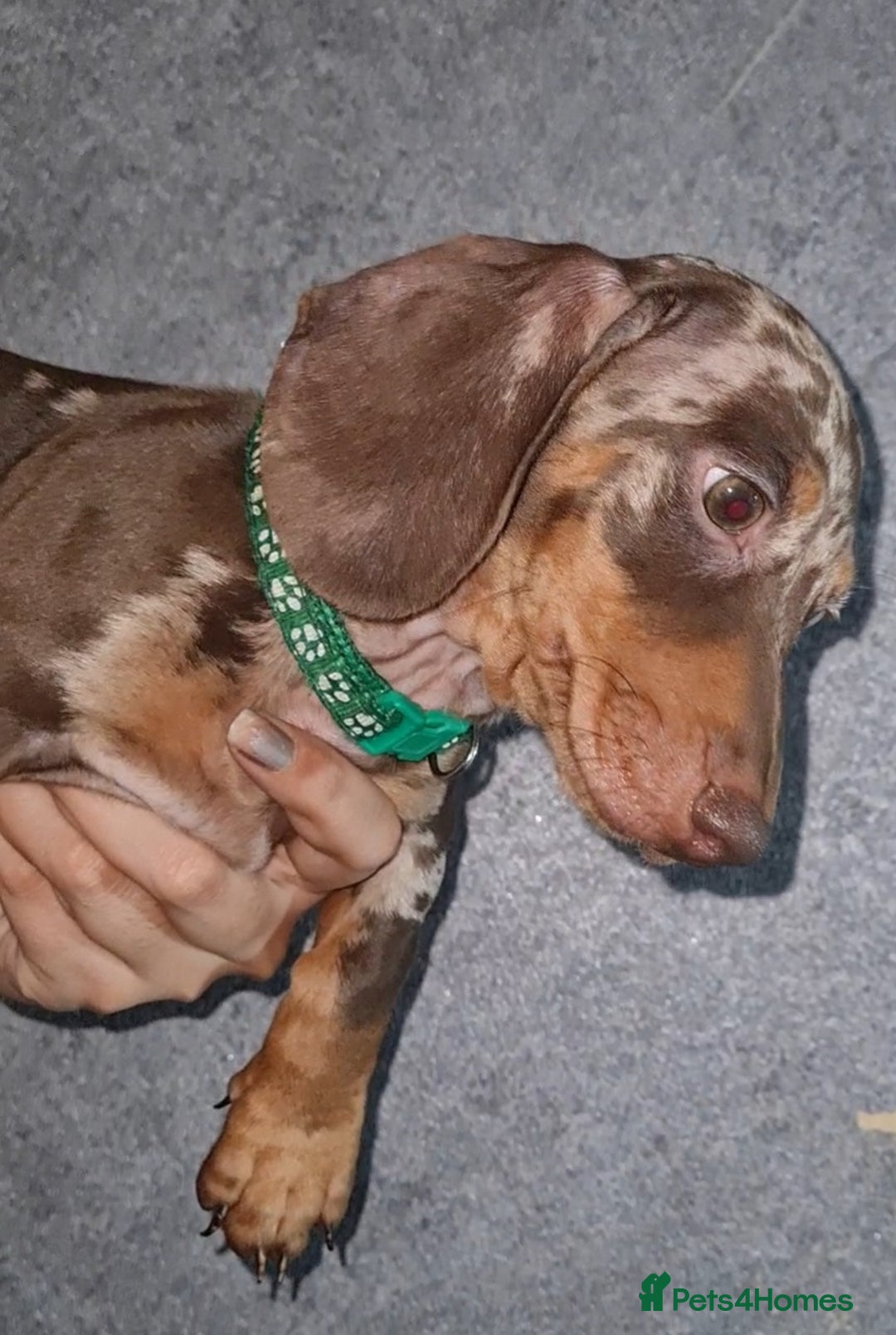 Miniature Dachshund dogs for sale: 🩵Beautiful Spotted Male Dachshund🩵 - Advert 2