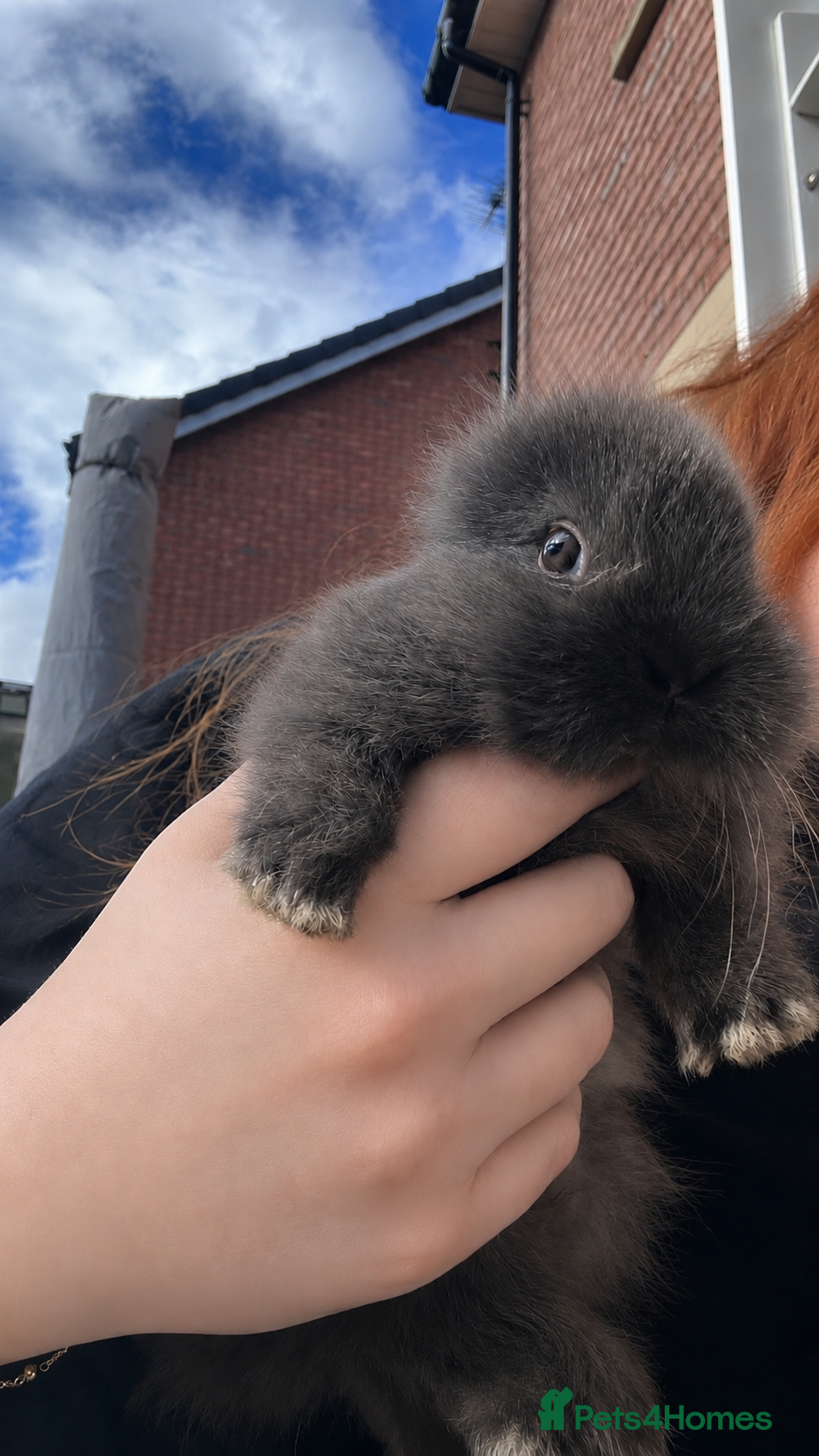Mixed Breed rabbits Lion lop mix litter of baby bunnies  - Advert 14