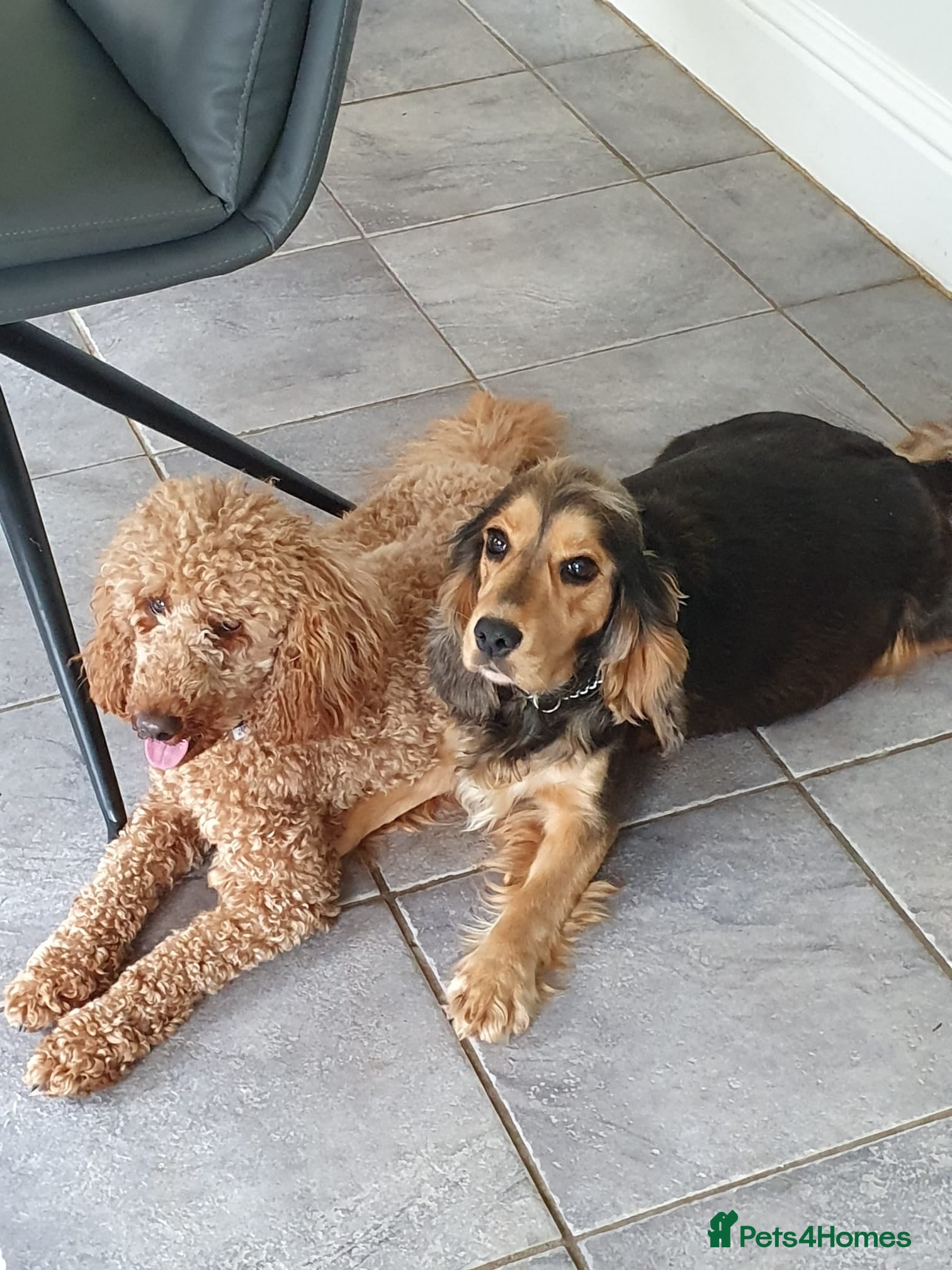 Cockapoo dogs Cockapoo Waiting list open  - Advert 11