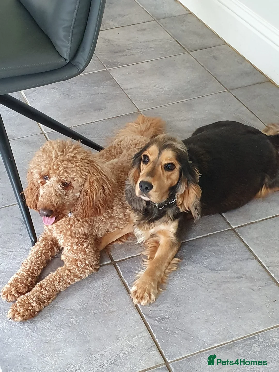 Cockapoo dogs for sale: Cockapoo Waiting list open  - Advert 1