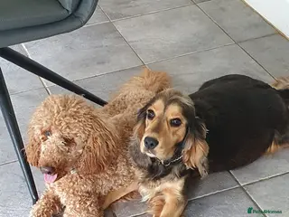 Cockapoo dogs Cockapoo Waiting list open - Advert 11