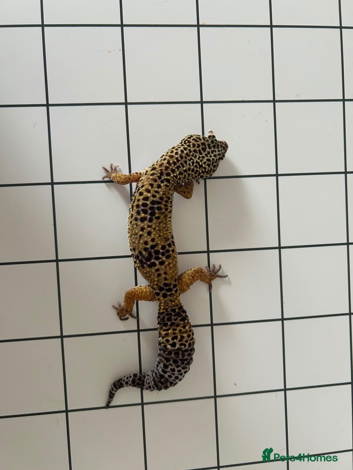 Leopard Gecko reptiles Leopard Gecko - Advert 2