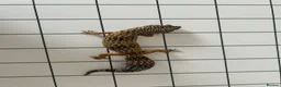 Leopard Gecko reptiles for sale: Leopard Gecko - Advert 2