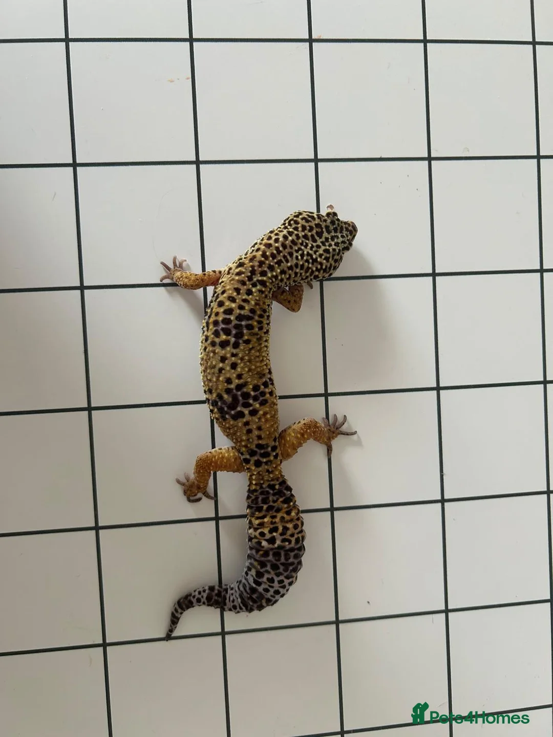 Leopard Gecko reptiles for sale: Leopard Gecko - Advert 2
