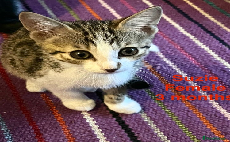 Mixed Breed cats - Advert 15