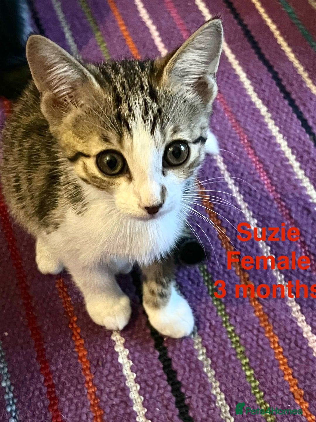 Mixed Breed cats for adoption: Rescue kitten Suzi is looking for her forever home - Image 1