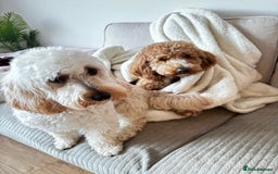 Australian Labradoodle dogs for sale: Daisy and Lilly  - Image 4