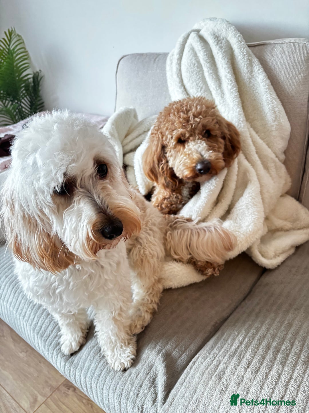 Australian Labradoodle dogs for sale: Daisy and Lilly  - Image 4