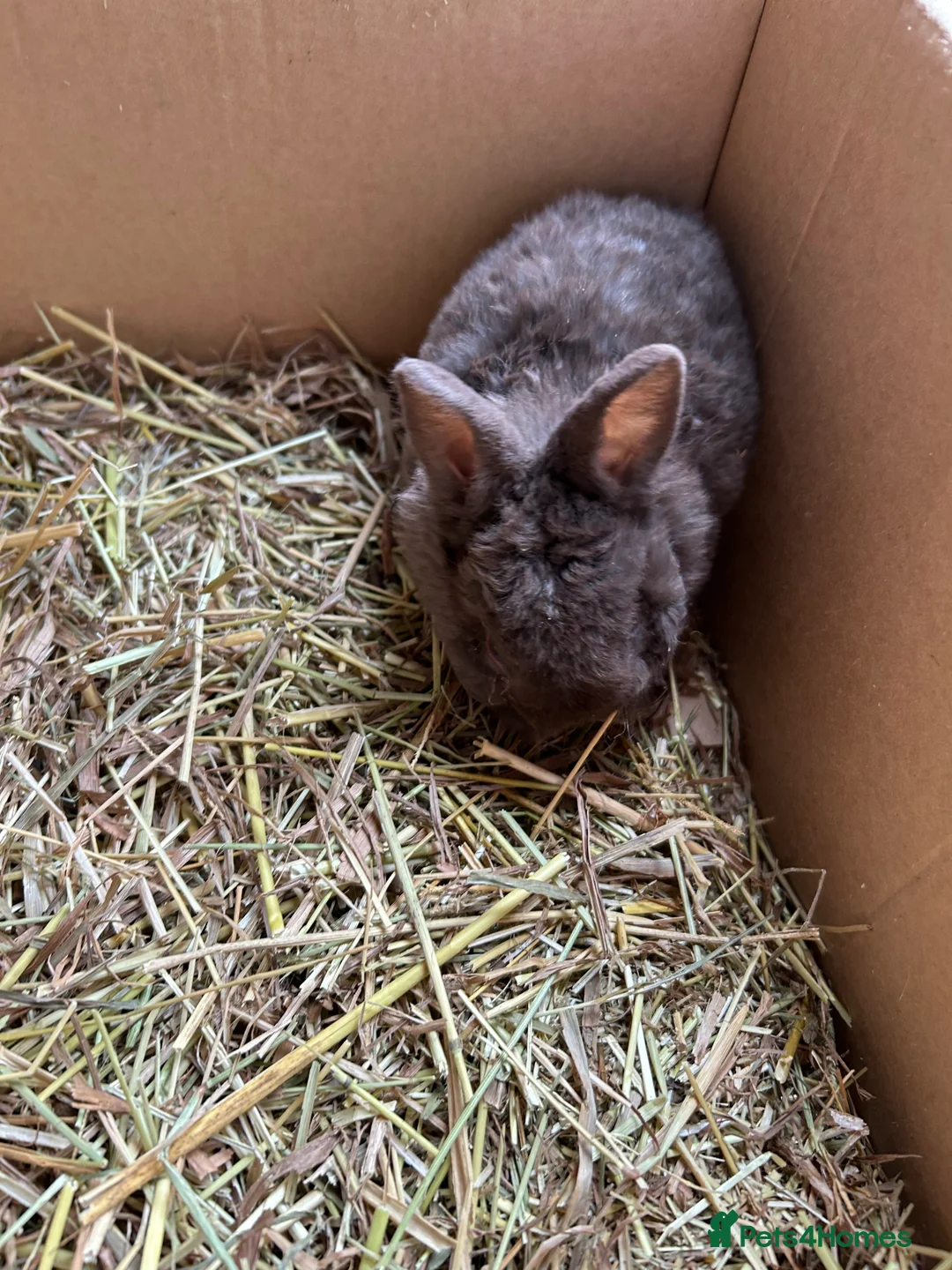 Mixed Breed rabbits for sale: Baby rabbits  - Advert 6