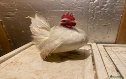 Chickens poultry for sale: Serama bantam cockerel  - Image 1