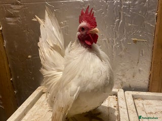 Chickens poultry - Advert 9