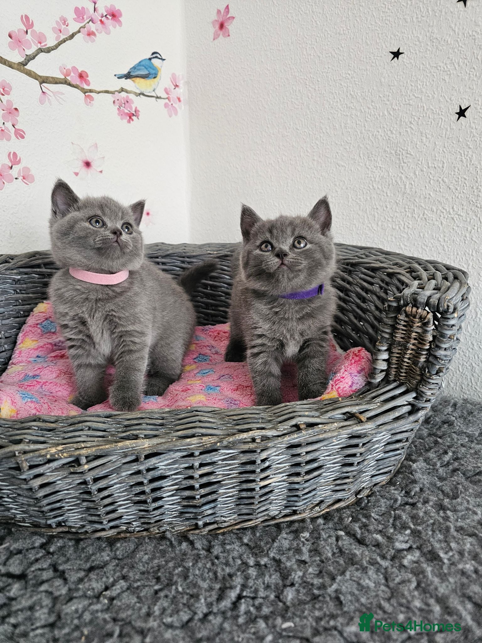 British Shorthair cats British Shorthair Kittens - Advert 2