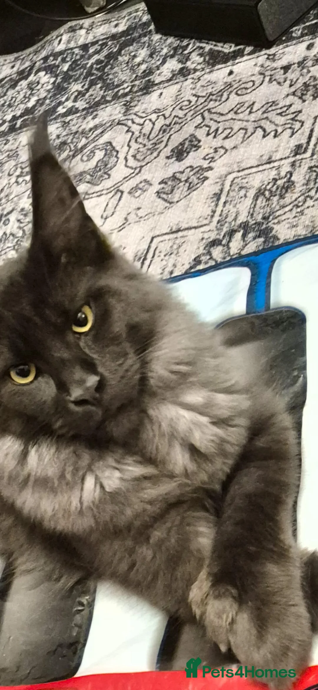 Maine Coon cats for sale: Polydactal male kitten  - Advert 2