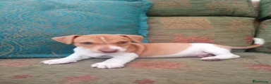 Jack Russell 3