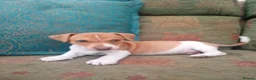 Jack Russell dogs for sale: Stunning jack Russell puppies  in Wolverhampton - Advert 7