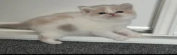 British Shorthair cats for sale: Ready end June !TICA SGC & CH daughter,stunning! - Advert 6
