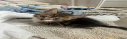 Mixed Breed cats for sale: 4 beautiful playful kittens for sale  - Advert 19