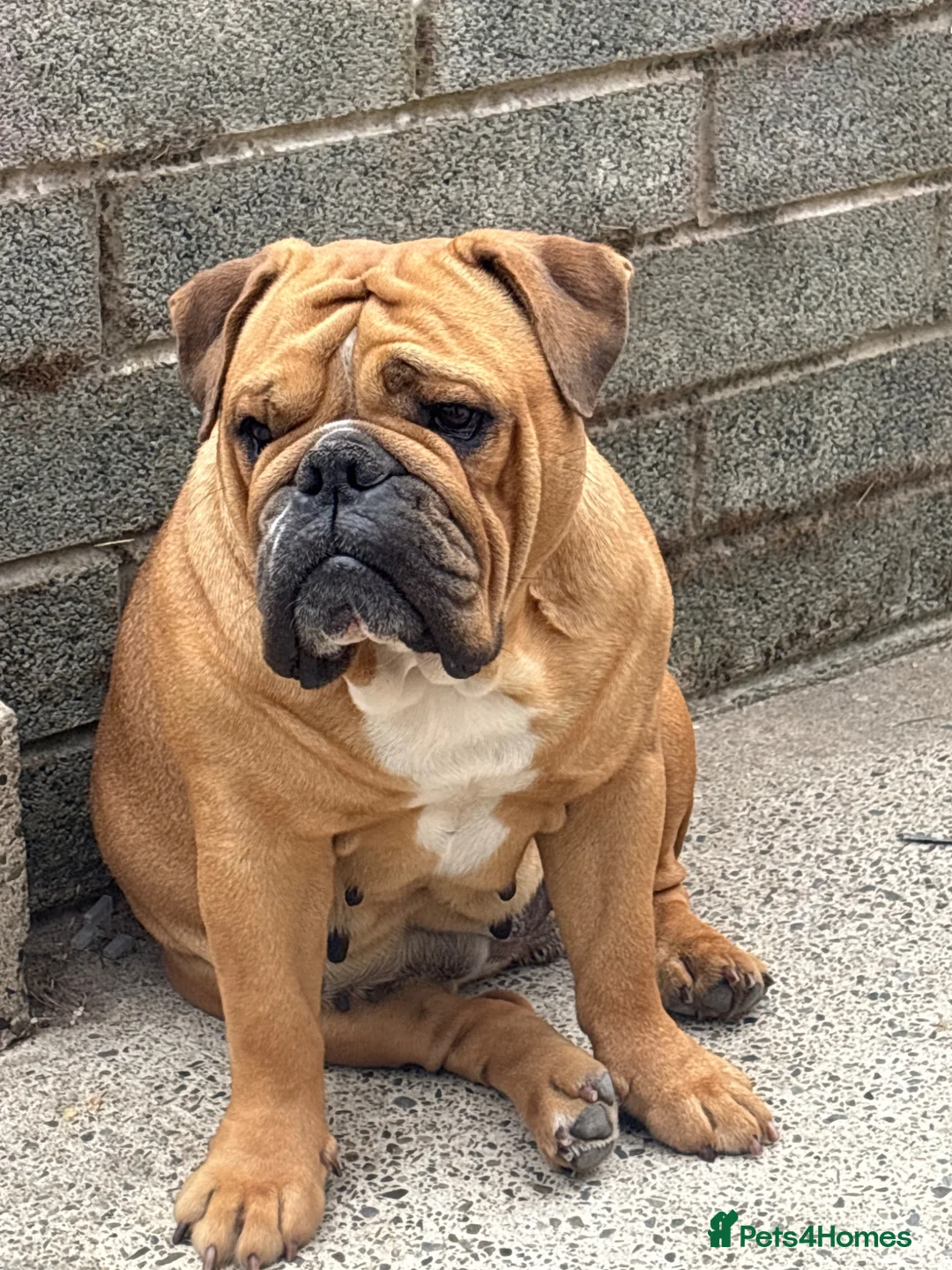Old Tyme Bulldog dogs for sale: Lola  in Cardigan - Advert 1