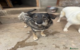 Mixed Breed dogs for adoption: Pepper is looking for a family  - Image 3