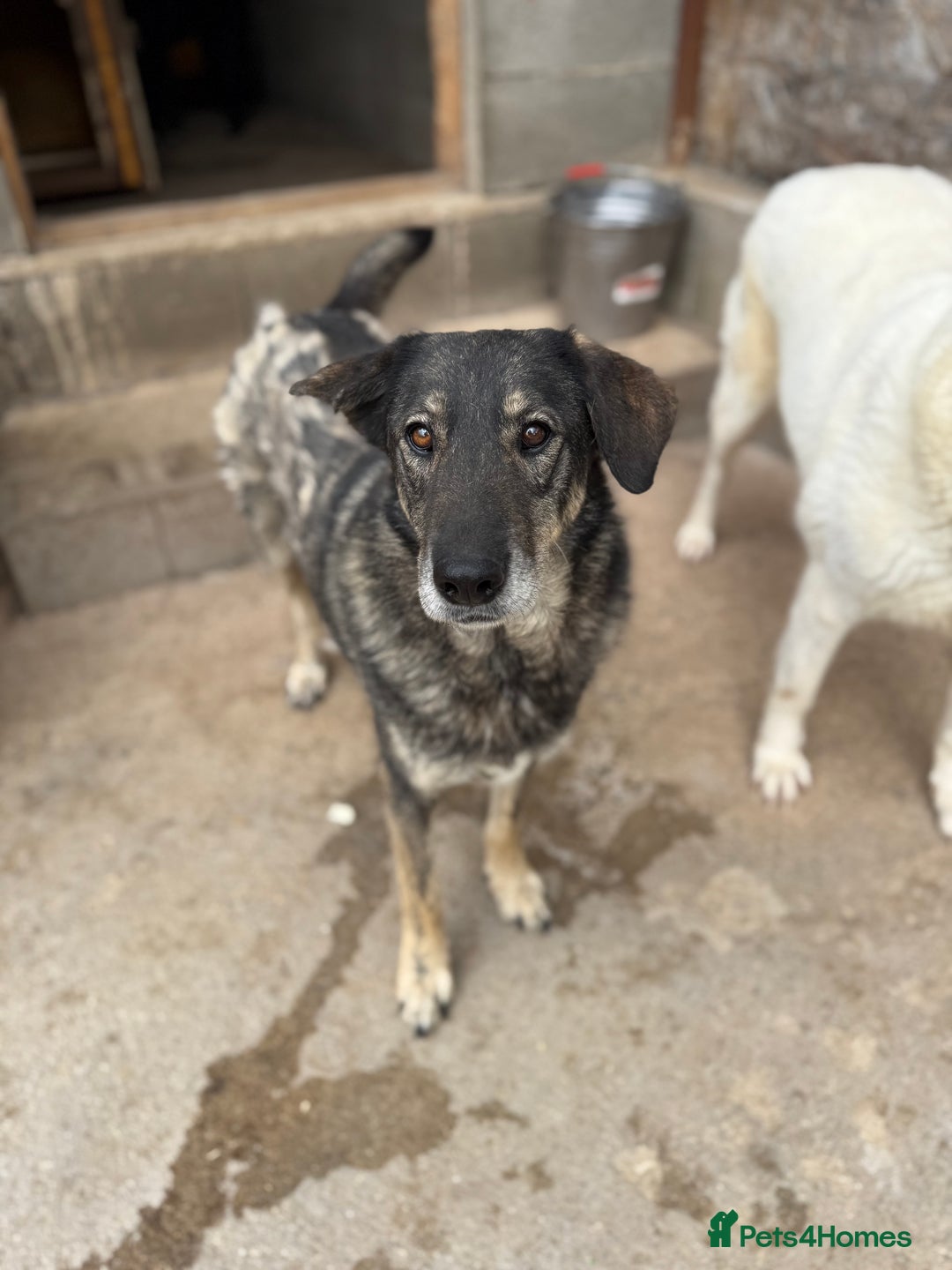 Mixed Breed dogs for adoption: Pepper is looking for a family  - Image 3