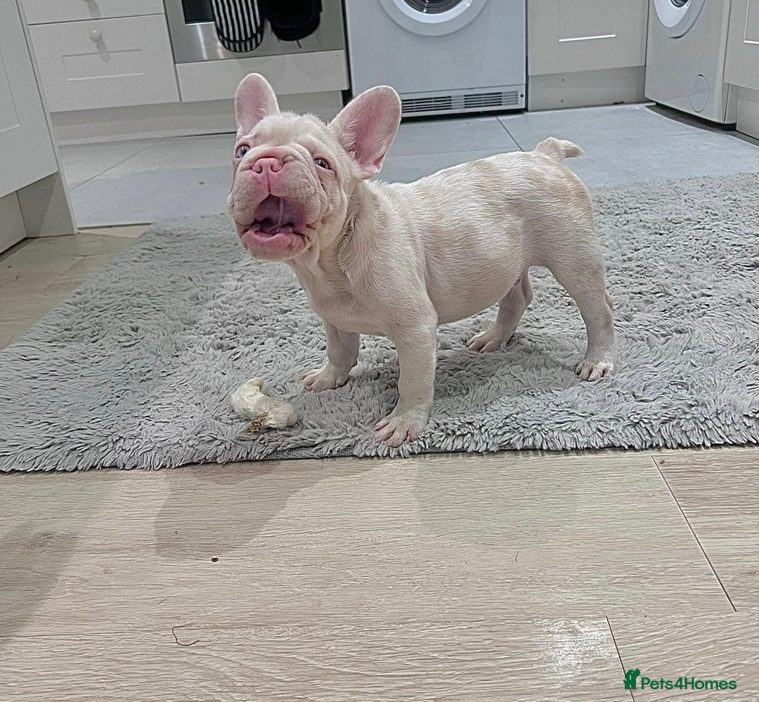 French Bulldog dogs for sale: Caramel Pink Husky Koi Male Puppy - Advert 3
