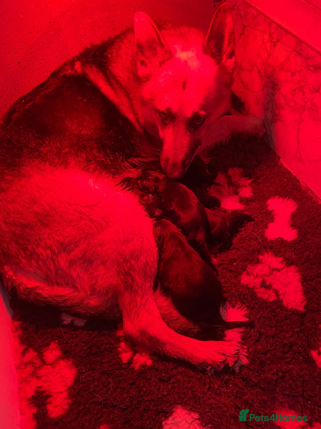 German Shepherd dogs for sale: German shepherd puppies - Advert 6