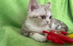 Scottish Fold cats for sale: Beautiful Scottish fold baby’s  in Reading - Image 21