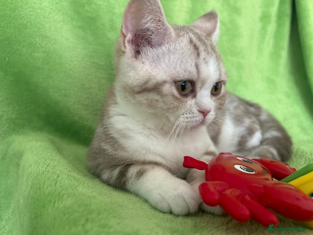 Scottish Fold cats for sale: Beautiful Scottish fold baby’s  in Reading - Image 21