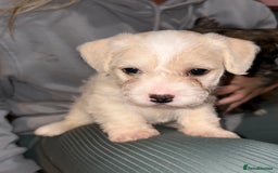 Mixed Breed dogs for sale:  Adorable Cairnoodle Cross Puppies, ready soon!  - Image 9