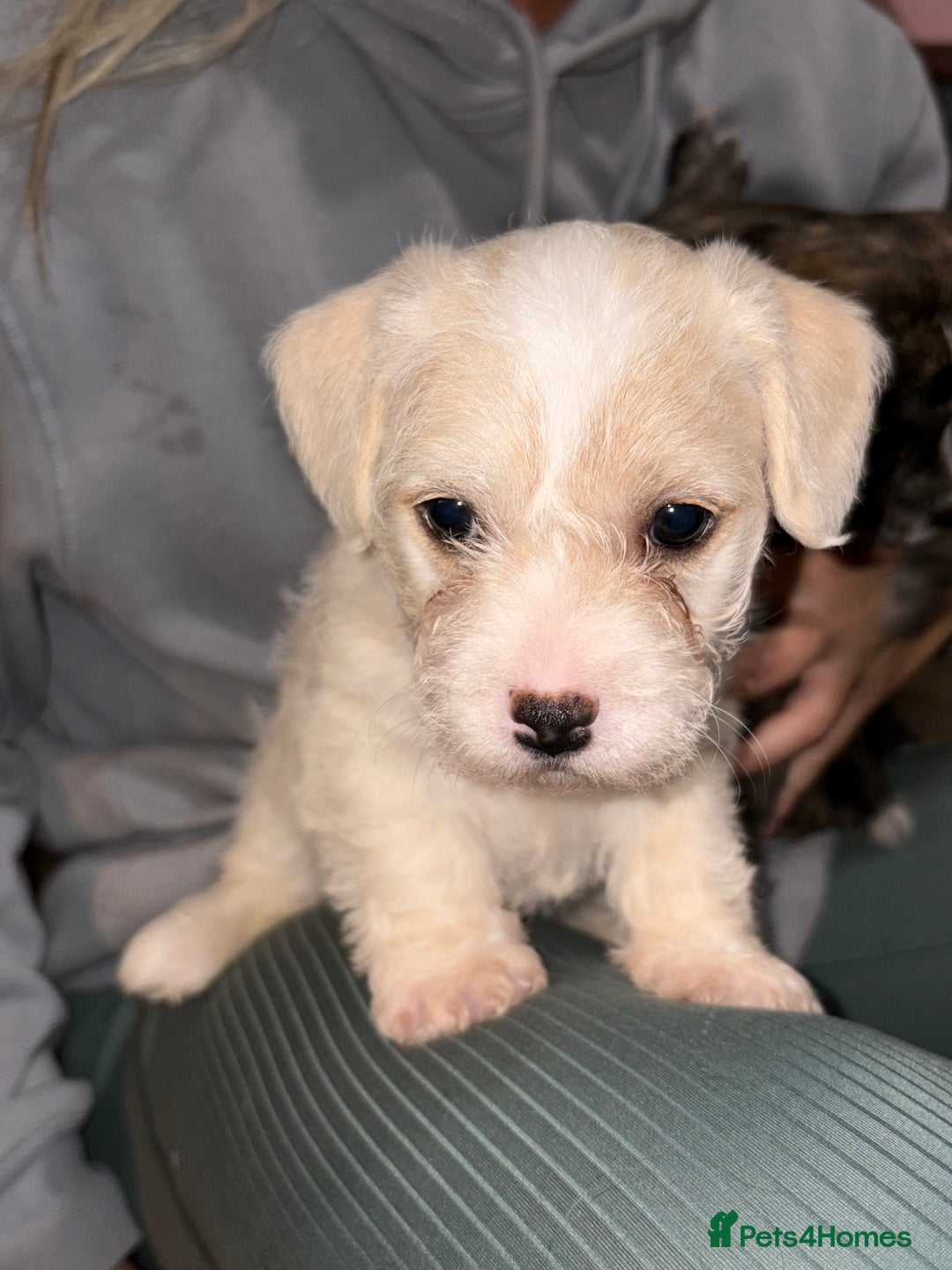 Mixed Breed dogs for sale:  Adorable Cairnoodle Cross Puppies, ready soon!  - Image 9