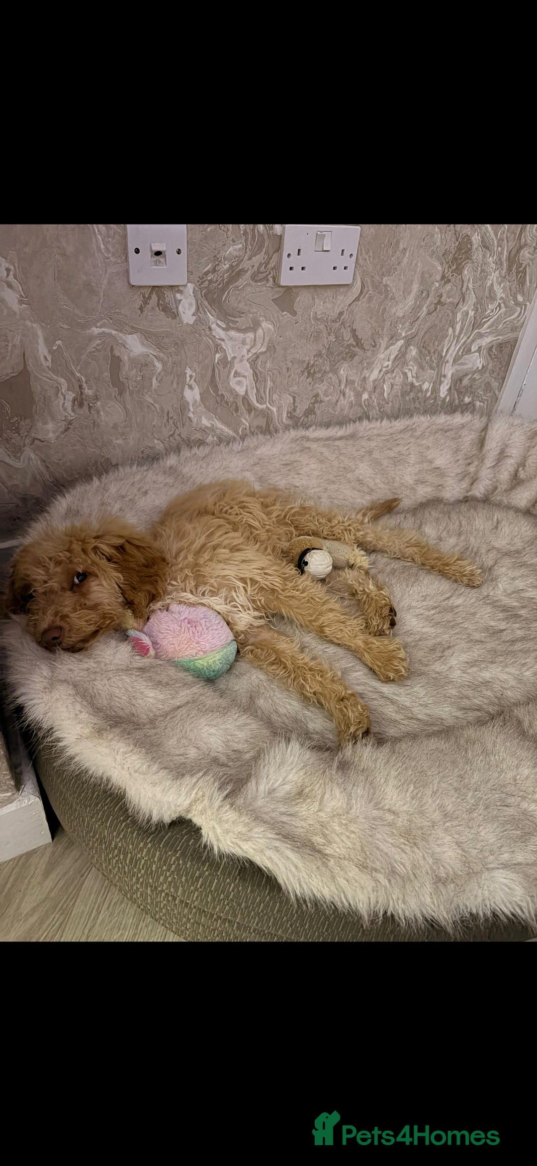 Cockapoo dogs for sale: cockapoo girl - Advert 2