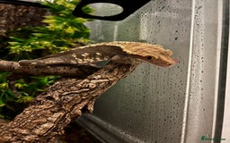 Gecko reptiles for sale: Female Harlequin Crested Gecko - Image 2