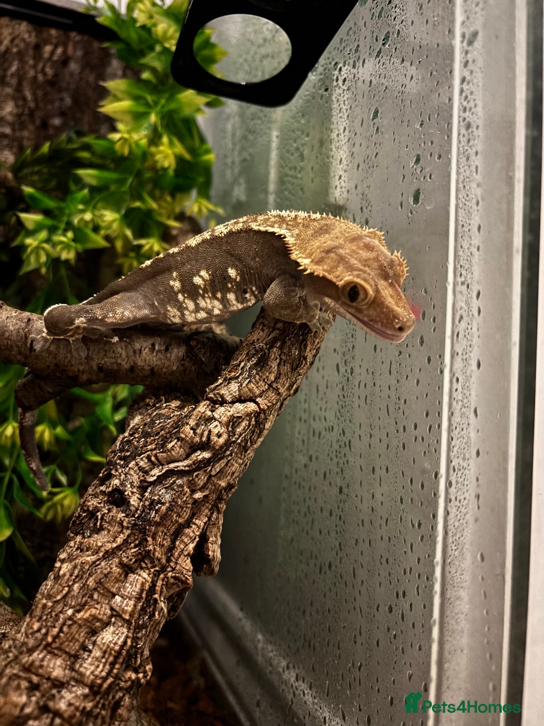 Gecko reptiles for sale: Female Harlequin Crested Gecko - Image 2