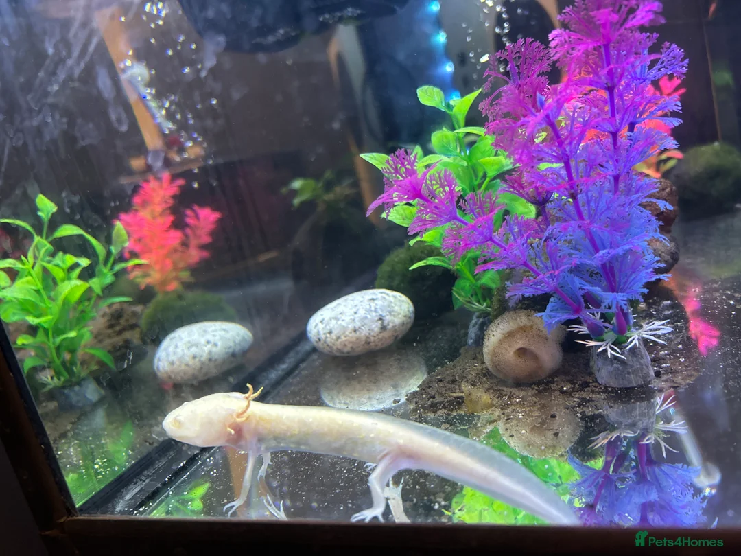 Axolotl reptiles for sale: Axolotl + setup(pellets included) - Advert 1