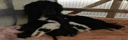 Sprocker dogs for sale: 8 beautiful healthy friendly little Sprocker pups - Advert 20