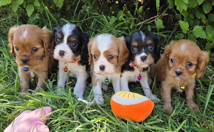 Cavalier King Charles Spaniel dogs - Advert 2
