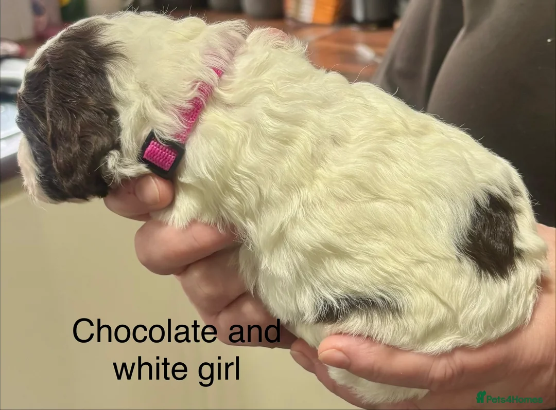 Cockapoo dogs for sale: Cockerpoo puppies  - Advert 22