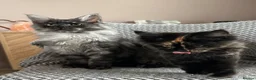 Maine Coon cats for sale: TICA & GCCF Maine coon Girl in Sheffield - Advert 3