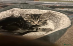 Norwegian Forest Cat cats for sale: Norwegian kittens x  - Image 6