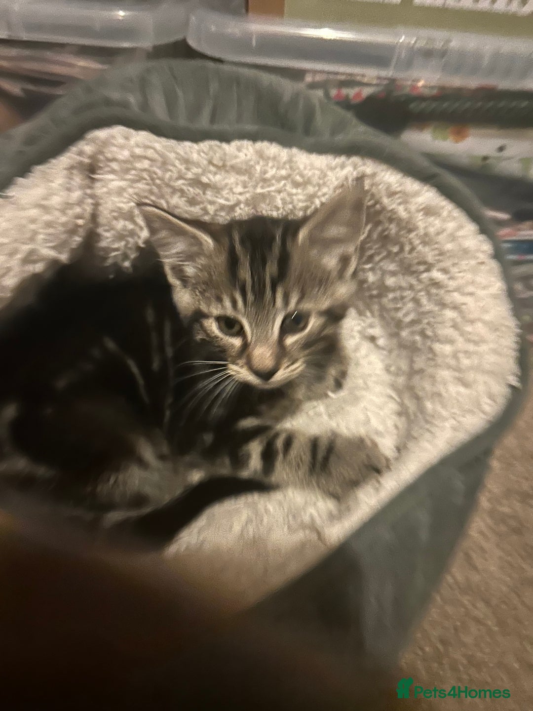 Norwegian Forest Cat cats for sale: Norwegian kittens x  - Image 6