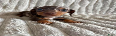 Miniature Dachshund 4