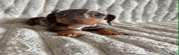 Miniature Dachshund dogs for sale: KC MINIATURE DACHSHUND PUPPIES  - Advert 10