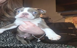Boston Terrier dogs for sale: Blossom's Beautiful Bostons - Advert 7