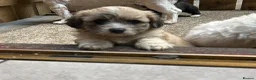 Mixed Breed dogs for sale: Adorable teddy bear shihpoo X chihuahua puppies - Advert 14