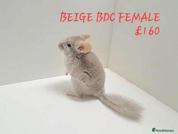 Chinchilla rodents - Advert 2